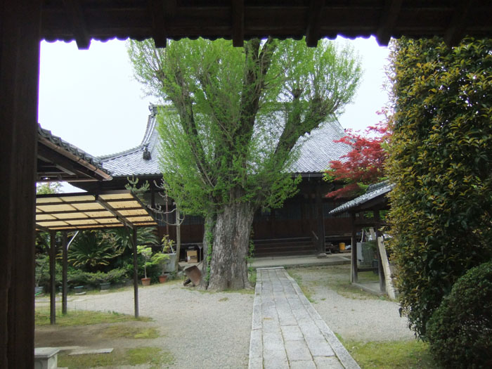 東光寺の見事な大銀杏